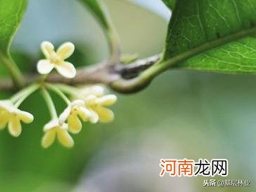 桂花品种及特点盘点 桂花品种有哪些