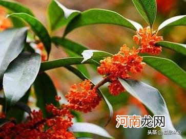 桂花品种及特点盘点 桂花品种有哪些