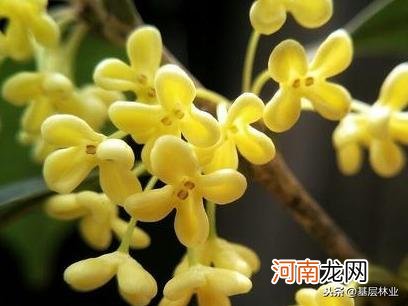 桂花品种及特点盘点 桂花品种有哪些