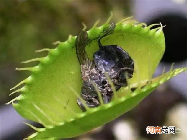 肉食性植物种类汇总 哪种植物吃肉