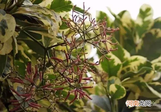 肉食性植物种类汇总 哪种植物吃肉