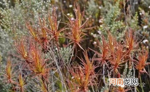 肉食性植物种类汇总 哪种植物吃肉