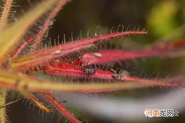 肉食性植物种类汇总 哪种植物吃肉