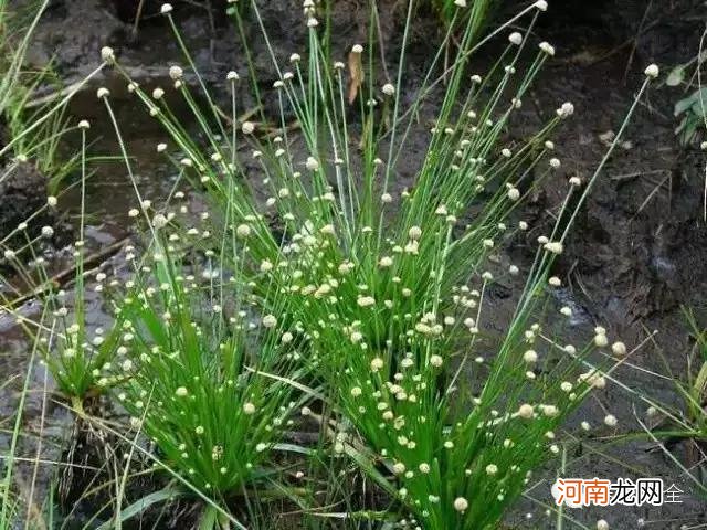 肉食性植物种类汇总 哪种植物吃肉