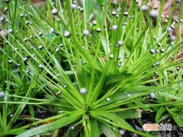 肉食性植物种类汇总 哪种植物吃肉