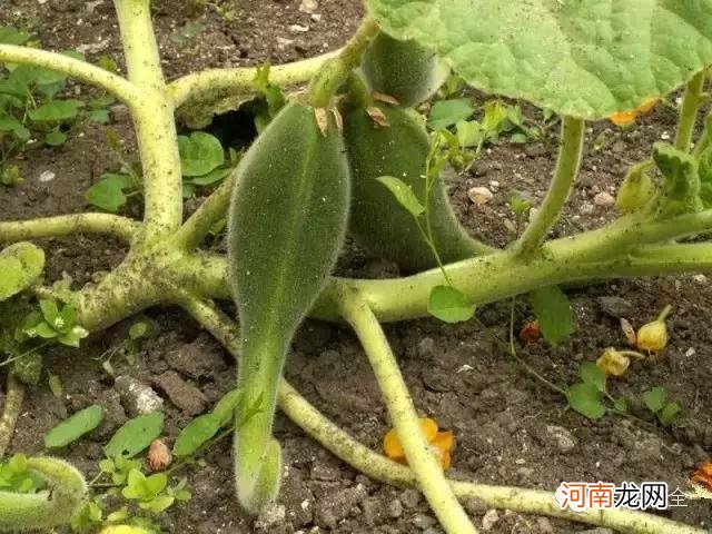 肉食性植物种类汇总 哪种植物吃肉