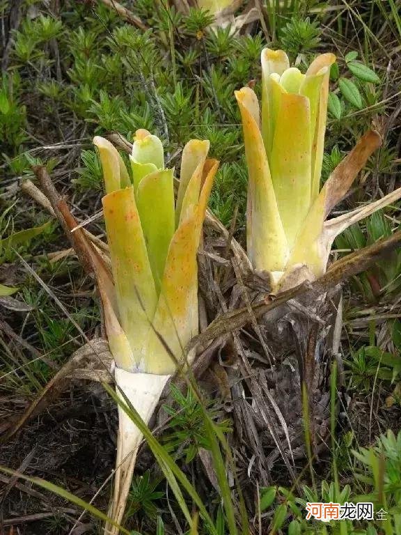 肉食性植物种类汇总 哪种植物吃肉