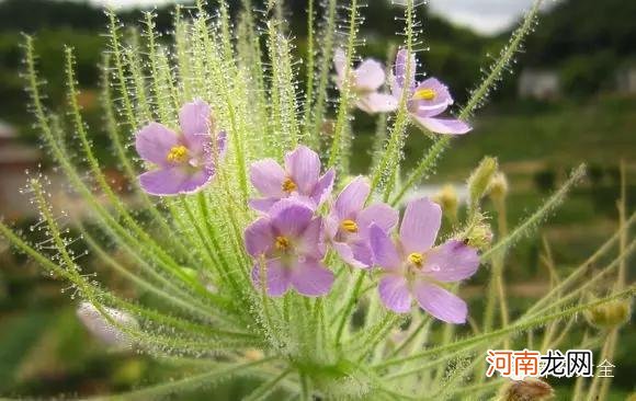 肉食性植物种类汇总 哪种植物吃肉