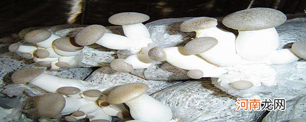 蘑菇种植温度和湿度 蘑菇种植方法和步骤