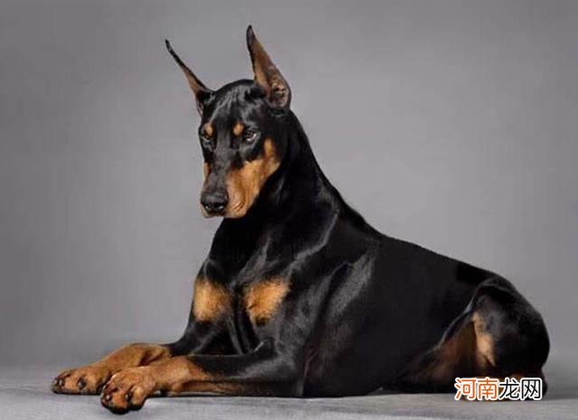 12种著名的大型犬盘点 狗的品种大全及名称大型犬
