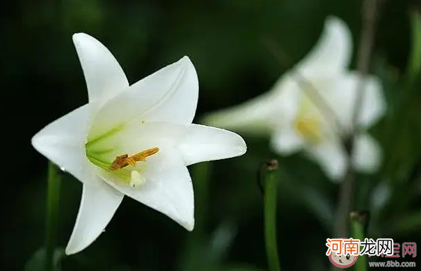 哪种花|下列哪种花更适合在家里养 蚂蚁庄园8月19日答案最新