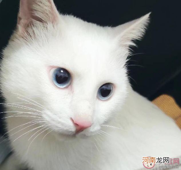 猫咪清洁小tips|怎样给猫咪做好清洁 猫咪清洁小tips来了