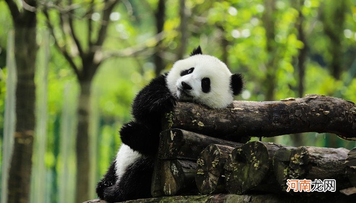 大熊猫是几级保护动物