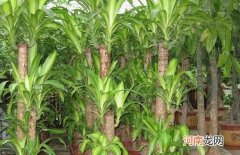 巴西木的功效与作用 巴西木的养殖方法