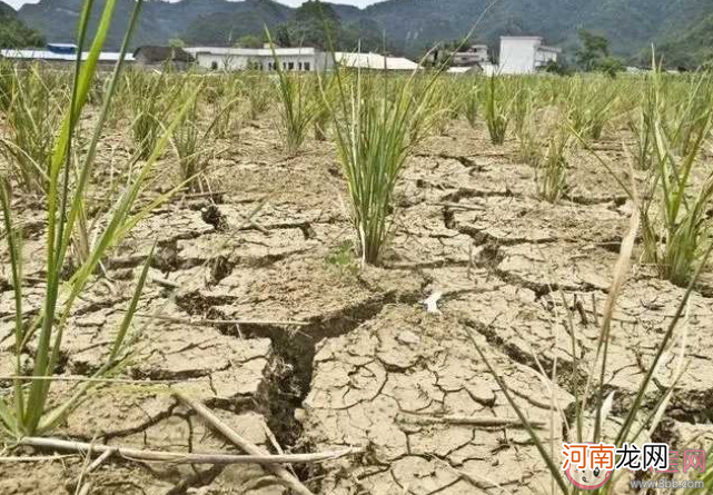 高温干旱|高温干旱对农业有何影响 干旱会影响哪些农作物