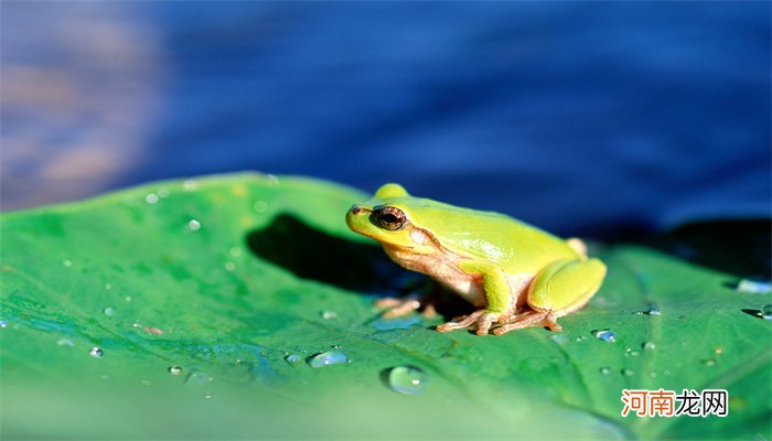 青蛙是益虫还是害虫