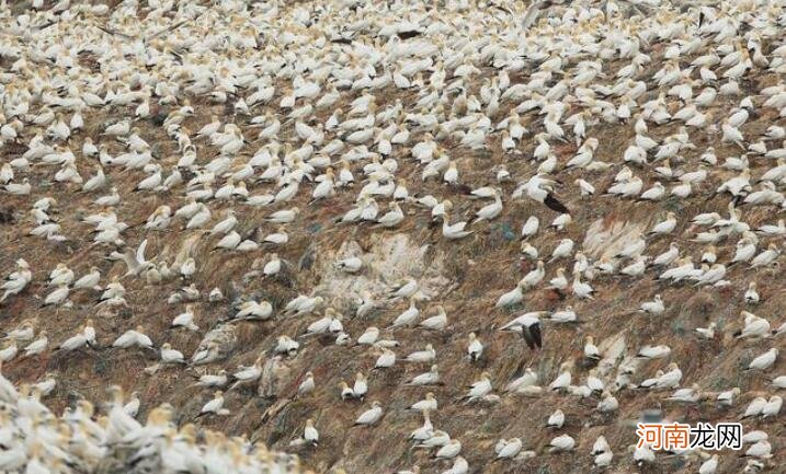 会“长高”的海岛：7亿只海鸟制造2千吨鸟粪，一年涨一米