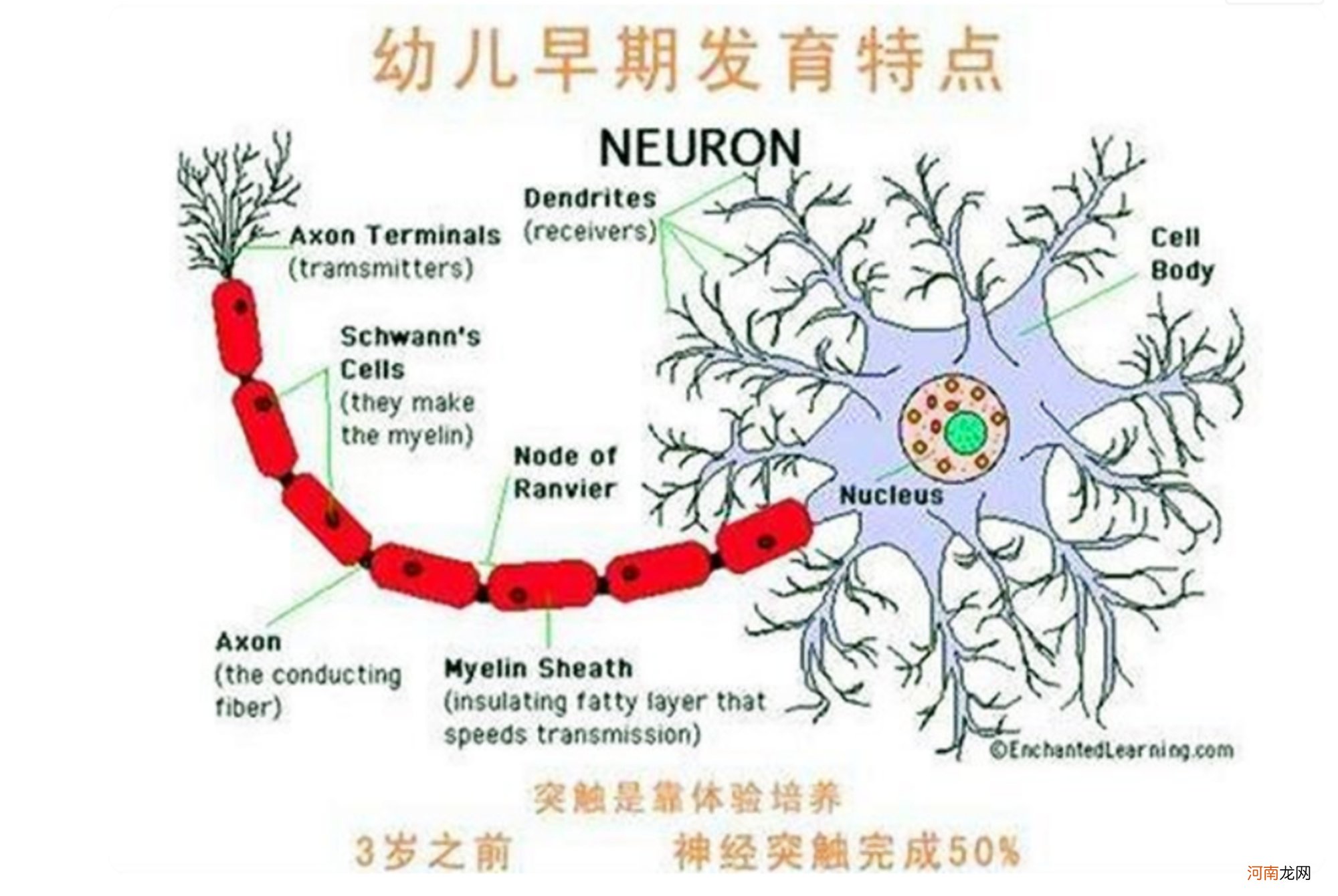 儿童脑智力可实现二次发育？专家告诉你：别错过大脑开发三个阶段