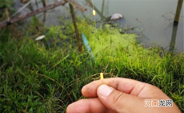 秋天野钓大鲫鱼，传统钓才是王者