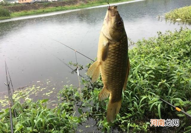 钓鲫鱼重在诱，窝料打太多实属浪费