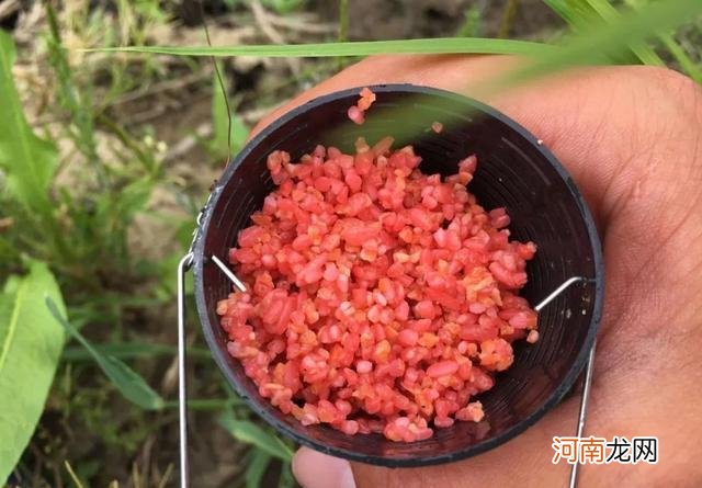 长竿短线钓鲫鱼，这3个重点要抓住