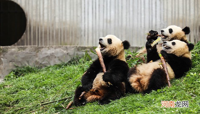 大熊猫属于什么科目
