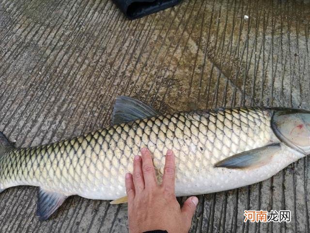 夏天野钓草鱼全攻略，钓位最重要，饵料岸边就有