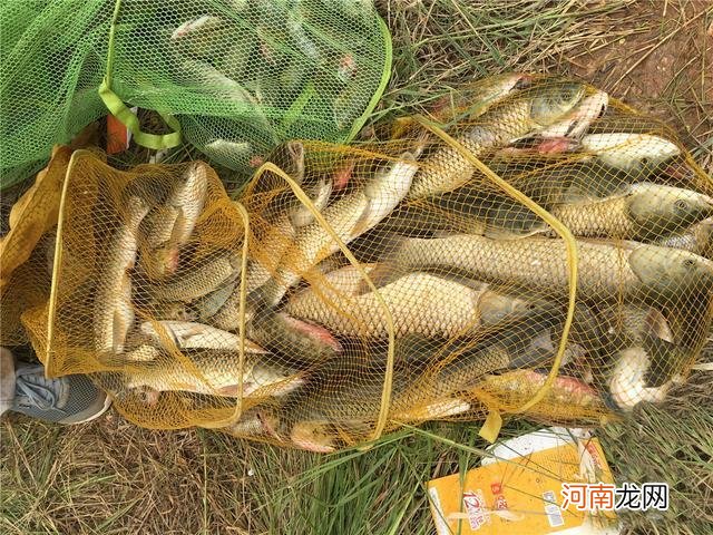 夏天野钓草鱼全攻略，钓位最重要，饵料岸边就有