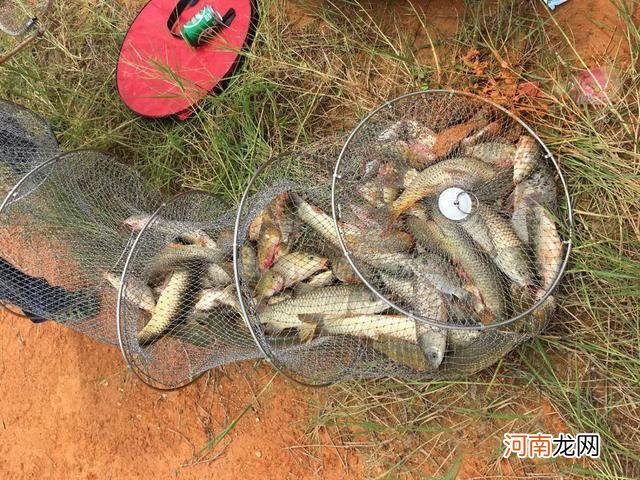 夏天野钓草鱼全攻略，钓位最重要，饵料岸边就有