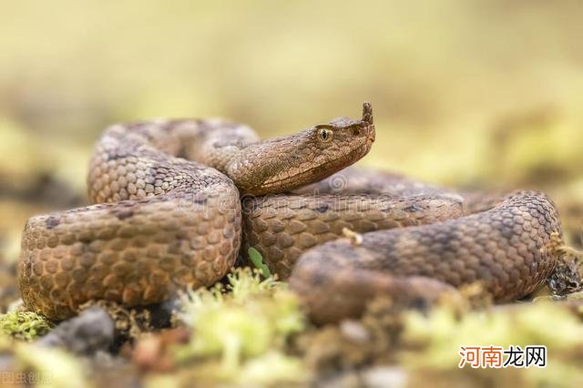 野钓请注意，遇到毒蛇勿慌张应该这么去防范