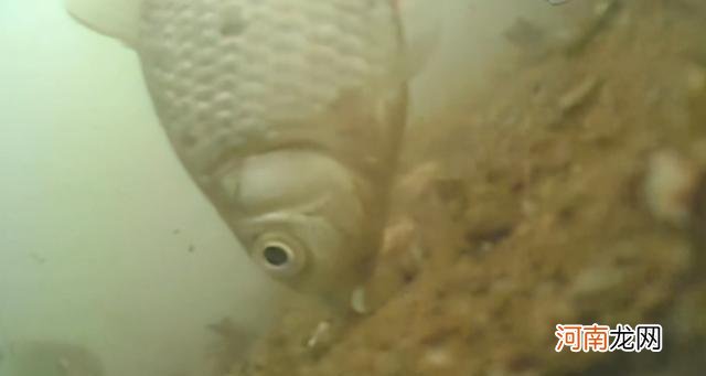 野钓还被打闭口？别着急，就用这个方法办他