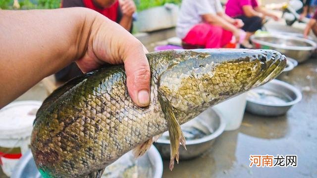 不同季节野钓黑鱼这样选择钓点和钓位