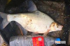 一提鳊鱼就来劲，谁料这鳊鱼钓法太强悍