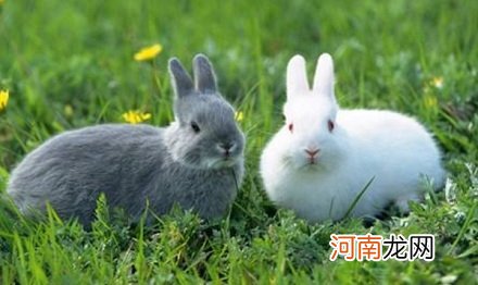 家兔和野兔能杂交吗？