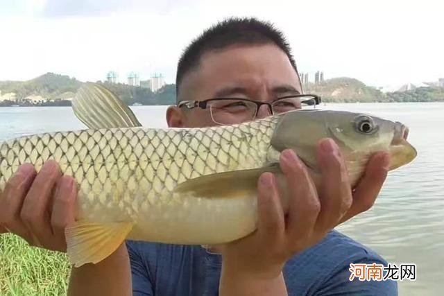 草鱼越大越不好钓，哪料用了这3招，竿子立马大弯弓