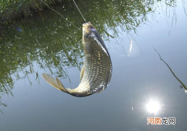 初夏在野钓鲫鱼，隔壁钓友连杆不断你却不上鱼