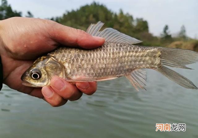 不花一分钱的钓饵，还专钓大板鲫