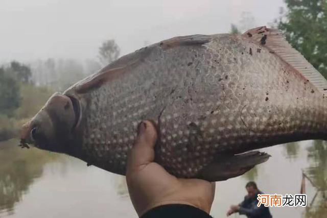 每逢夏季我必用这鳊鱼钓法