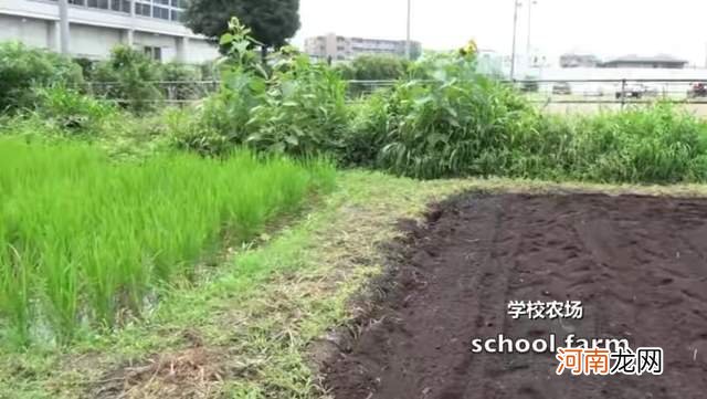 日本儿童健康居全球之首，看到他们的午餐，网友：国内学校难做到