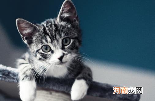 ?猫咪年算多大才算是长大成猫 猫咪日常喂养注意事项