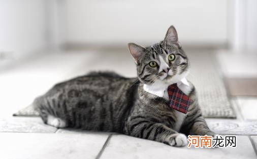 ?猫咪年算多大才算是长大成猫 猫咪日常喂养注意事项