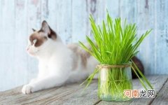 ?只知猫草能吐毛球可就落伍了 常见的猫咪食用植物