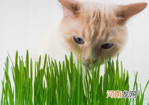 ?只知猫草能吐毛球可就落伍了 常见的猫咪食用植物