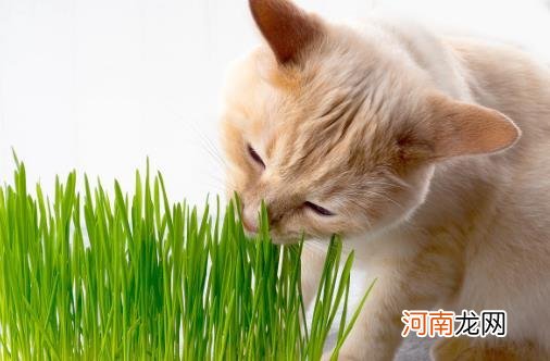 ?只知猫草能吐毛球可就落伍了 常见的猫咪食用植物