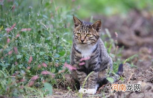 ?狸花猫会自己挑选主人 狸花猫幼猫成猫喂养指南