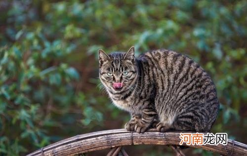 ?狸花猫会自己挑选主人 狸花猫幼猫成猫喂养指南