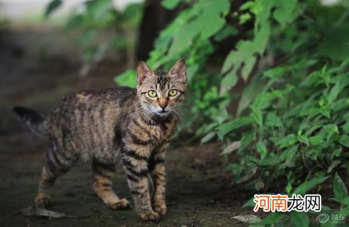 ?狸花猫会自己挑选主人 狸花猫幼猫成猫喂养指南