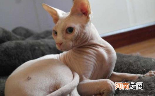 ?无毛猫不是真的无毛 不能让猫毛过敏者实现养猫愿望