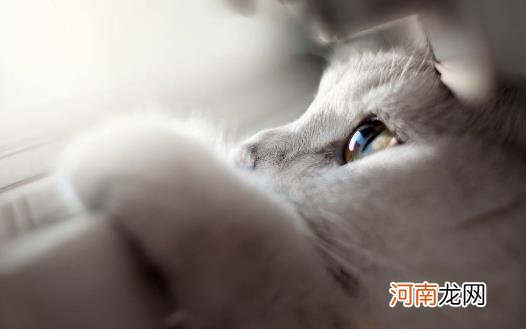 ?猫咪总会在家门口等主人 你是它的唯一喵生伴侣