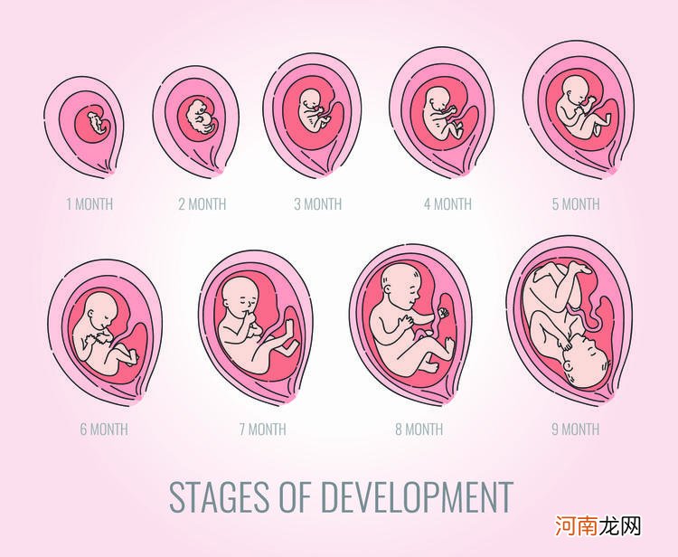 怀孕5-6周，胎儿是什么样子？胎宝宝的模样妈妈们一定想不到
